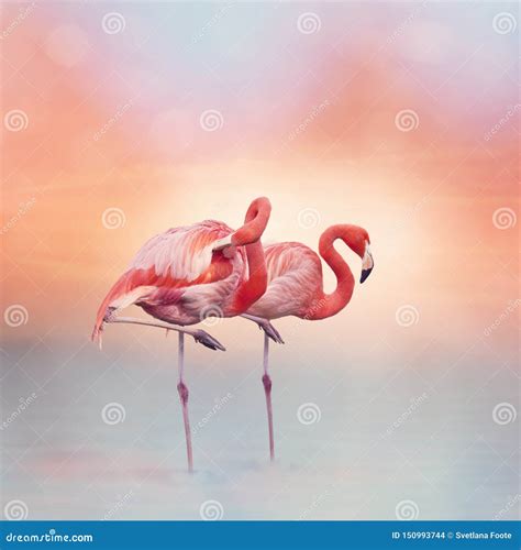 Two Pink Flamingos At Sunset Stock Photo Image Of Nature Sunset