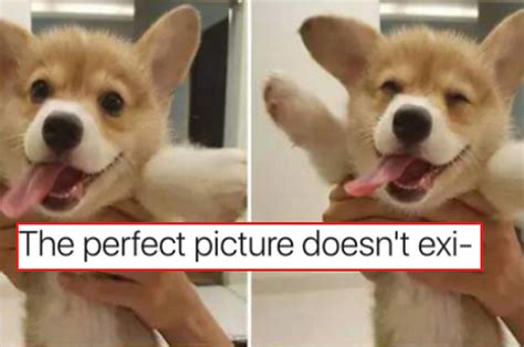 45 Dog Memes That Are Guaranteed To Put You In A Good Mood