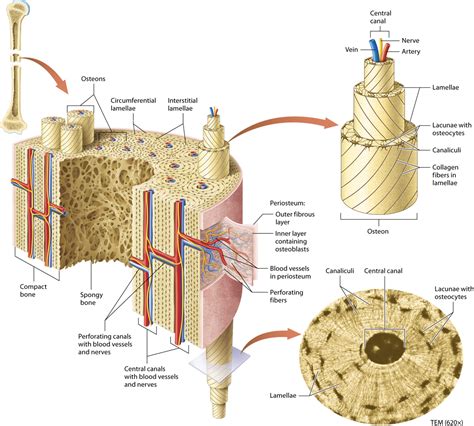 Foot body diagram data wiring diagram today. Module 6.2 Microscopic Structure of Bone Tissue ...