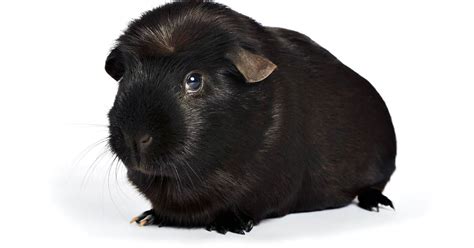 100 Beautiful Names For Black Guinea Pigs Petsvills