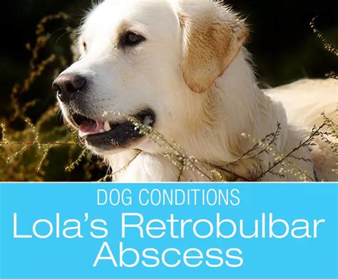 Abscess Behind The Eye In Dogs Lolas Retrobulbar Abscess