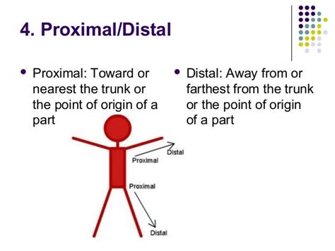 What Is Proximal In Anatomy Anatomy Book