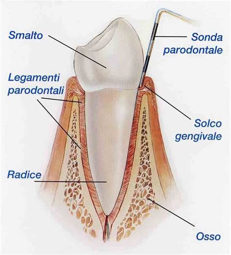 Parodontologia Tavazzi Zanetti