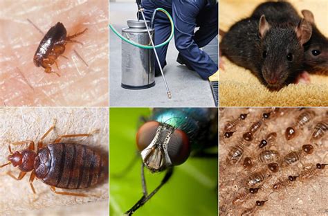 Denver pest control has been serving the needs of greater denver metropolitan since 1999. Top 10 Pest Control Companies In Kenya