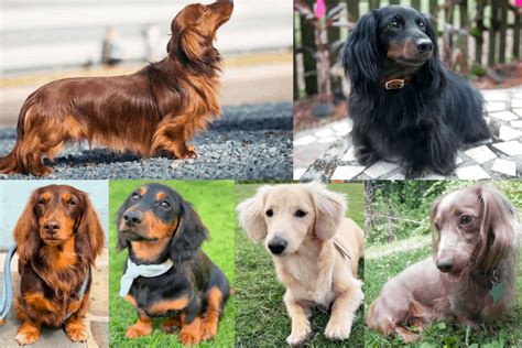 Dachshund Colors Patterns And Markings Explained With Pictures