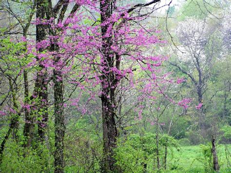 Spring Photograph 8x10 Flowering Redbud Trees Fine Art Landscape Nature