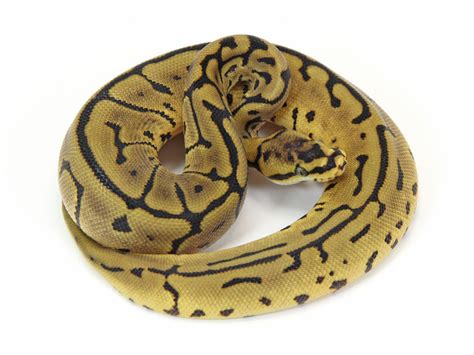 Leopard Spider Markus Jayne Ball Pythons