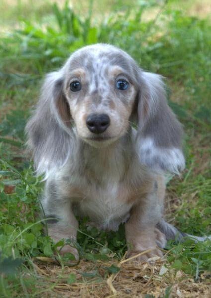 Longhair Bluetan Dapple Dachshund Puppie Dachshund Puppies Dapple