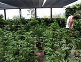 California Marijuana Farms Images