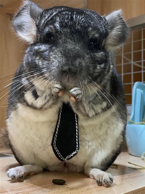 If I Have A Job What Would It Be ️‍🔥 Chinchilla