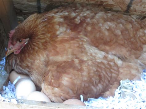 Flower gardening, flower gardening tools, flower garden tools Sparing Change: Which Came First: The Chicken or the Egg?