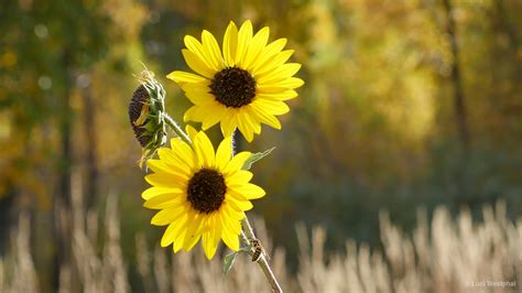 Photos Of Autumn Wildflowers And Fall Foliage In Colorado