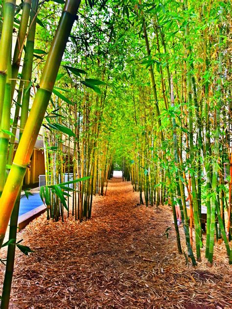 Bamboo Garden By Rickscafe On Deviantart