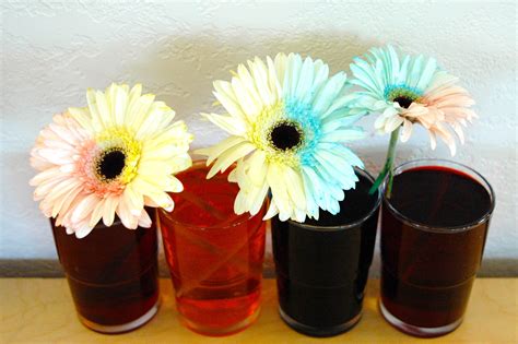 Bunga is first criticizing his best friend kion, who misses a pass. Bicolor Flowers - Playdough To Plato