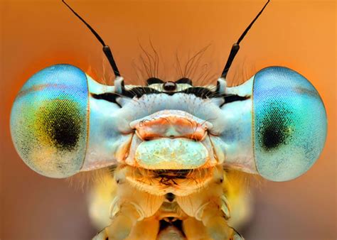 How Beautiful Are Our Top 10 Macro Insect Eyes Shots Itdotng