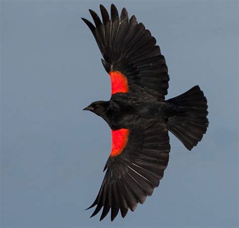 Птица черная с красным горлом красивые фото и картинки — Каталог Фото