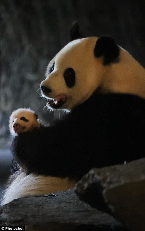Giant Panda Shows Off Her Bundle Of Joy To Visitors At Belgium Zoo For