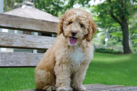 Labradoodle Dog Breed Information Facts Training Tips And More