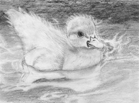 Learn How To Draw Portraits Of Domestic Animals In Pencil For The Abso