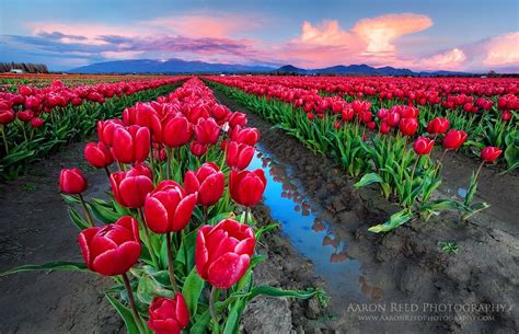 30 Most Colorful Flower Fields Best Photography Art