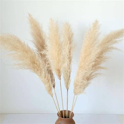 6 Stems Natural Dried Big Pampas Grass 36 Inch Tall 6 Pieces Etsy
