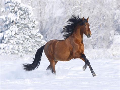 Arabian horse stallion | horses, horse. free4allz - Animals