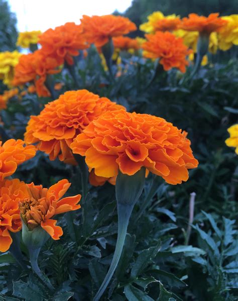 Marigolds Rflowers