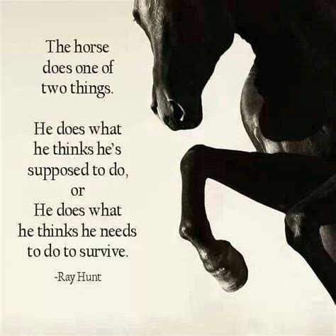 War horse has been found in 118 phrases from 98 titles. War Horse Quotes. QuotesGram