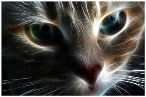 Weird Wallpaper Center Cat Desktop Wallpaper Full Hd Cute Kitty
