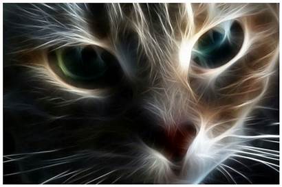 Desktop Cat Weird Cats Kitty Backgrounds Wallpapers