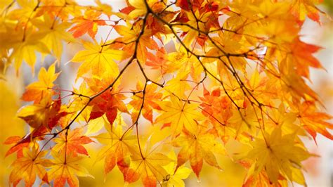 Yellow Maple Leaves Tree Beautiful Autumn Wallpaper 1920x1080 Full