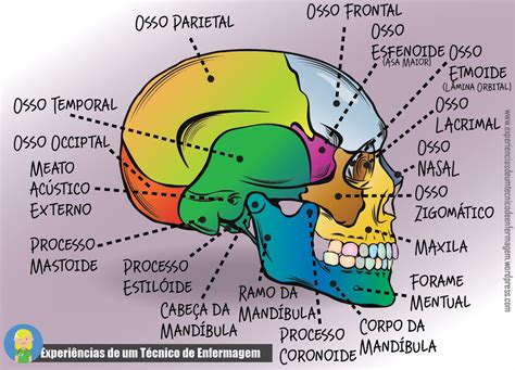 Regiões Da Cabeça Anatomia
