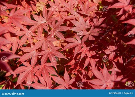 The Leaves Of The Red Japanese Maple Stock Image Image Of Botanical