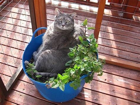 If they eat a lot, they may vomit and have diarrhea, but will return to normal given time (and no more catnip). 5 Plants Your Cat Might Like Just As Much As Catnip | Cat ...
