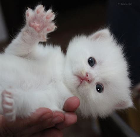 the world through the lens cutest white kitten you ve ever seen