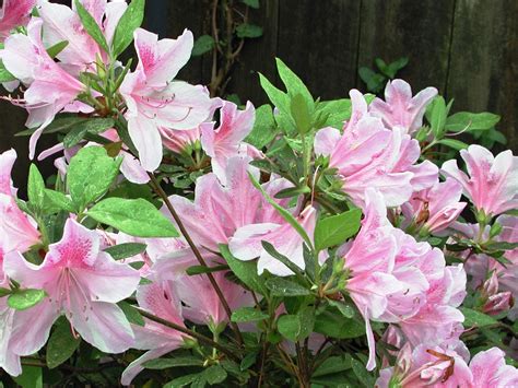 Its flowers have long stalks, which rise above the leaves' mound. Azaleas are spring showoffs - The Post Newspaper
