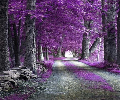 Purple Road Beautiful Nature Nature Forest Wallpaper