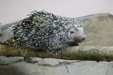 Prehensile Tailed Porcupine Home