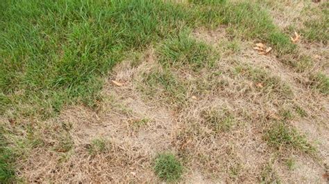 What Causes Brown Spots In The Lawn Scotts