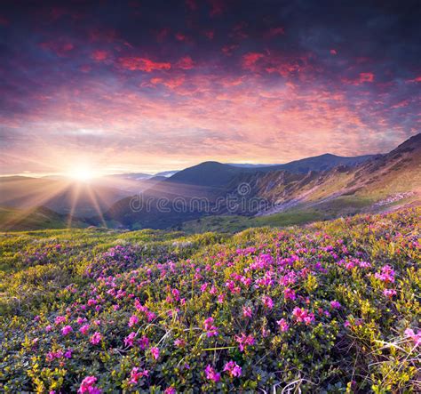 Magic Pink Rhododendron Flowers In The Summer Mountain