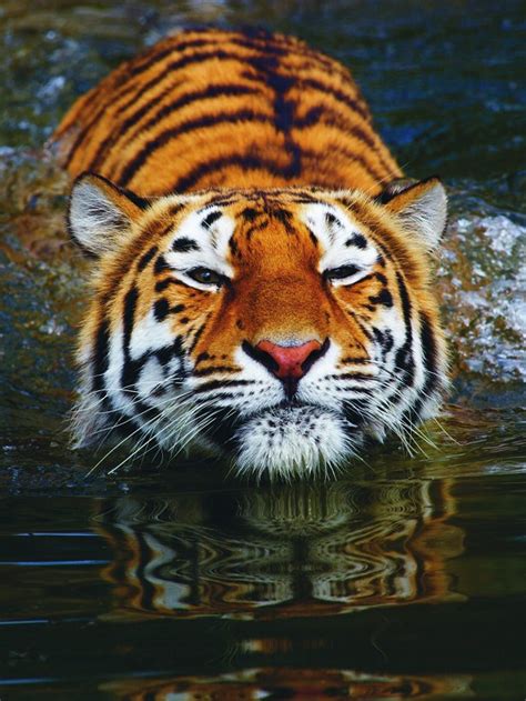 However, it is widely believed that cats have the instincts required for them to swim if there were to fall into the water. Why can tigers swim? - How It Works