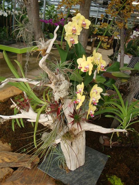 Orchid And Tillandsia Arrangement On Driftwood Orchid Plants Indoor Orchids Hanging Orchid