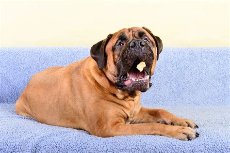 8 Different Types Of Mastiff Dog Breeds With Pictures With Free