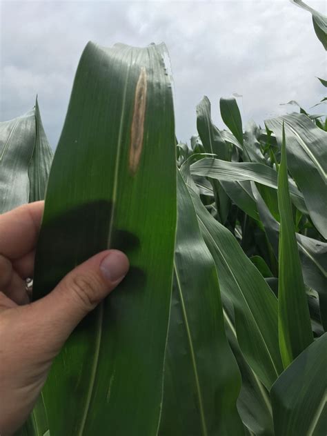 Northern Corn Leaf Blight Continues Gray Leaf Spot Starts In 2015