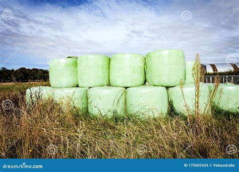 Straw Hay Bales With Green Plastic Wrap On A Farm Stock Photo Image