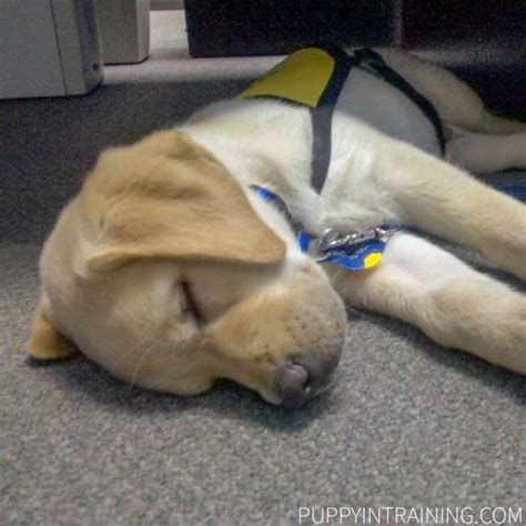How Much Does A Service Dog Cost Puppy In Training