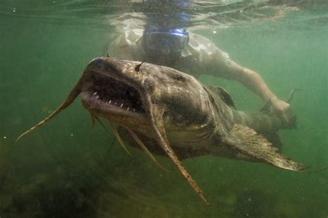 The Freshwater Giants Are Dying The New York Times