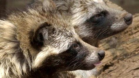 Raccoon Dogs At Wuhan Market Emerge As Possible Covid Origin Source In