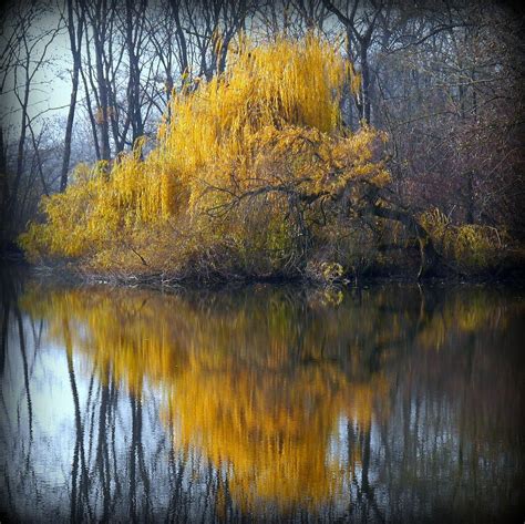 Magical Nature Tour — November Golden Reflection — By Rosa Dik 009