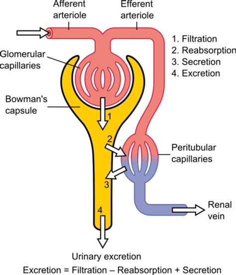 The Urinary System Nephron And Urine Formation Owlcation
